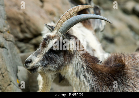 Feral Goat (Capra aegagrus hircus) an einem Strand auf der Isle of Mull, Schottland, Großbritannien Stockfoto