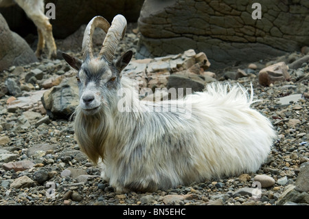 Feral Goat (Capra aegagrus hircus) an einem Strand auf der Isle of Mull, Schottland, Großbritannien Stockfoto