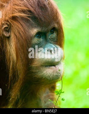 Süße junge Orangatun Stockfoto