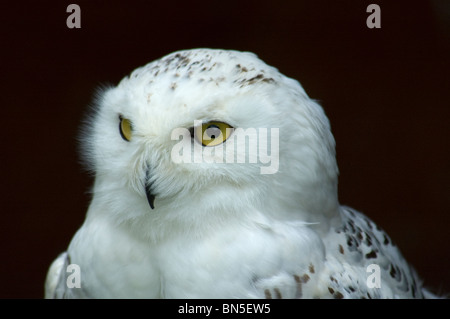 Snowy Owl, Bubo scandiacus, Schottland, Großbritannien Stockfoto