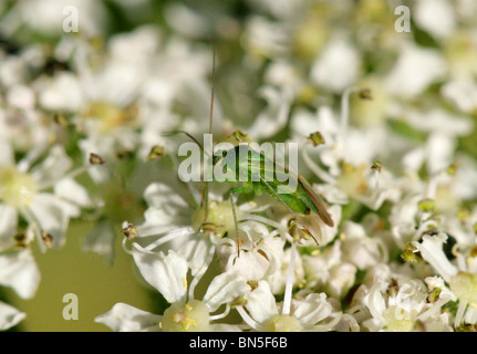 Gemeinsamen grünen Kapsid Bug, Lygocoris Pabulinus, Miridae Stockfoto