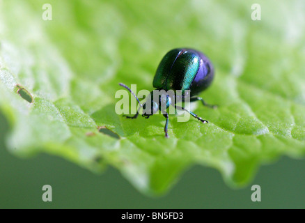 Green Dock Beetle, Gastrophysa viridula, Chrysomelidae, Chrysomeloidea, Coleoptera. Blisterpackung Der Käfer (Meloidae). Schwangere Frau. Stockfoto