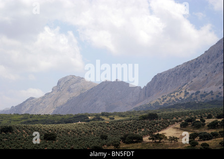 Die andalusische Landschaft in der Nähe von El Torcal Berge ANTEQUERA SPANIEN EUROPA Stockfoto
