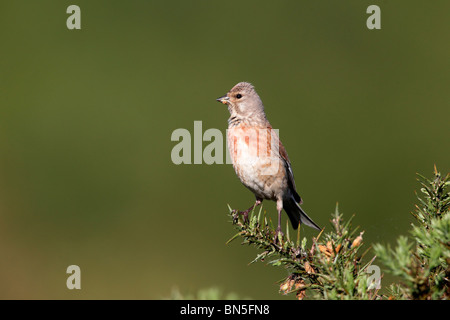 Hänfling, Zuchtjahr Cannabina, einzelnes Männchen auf Ginster Bush, Staffordshire, Juni 2010 Stockfoto