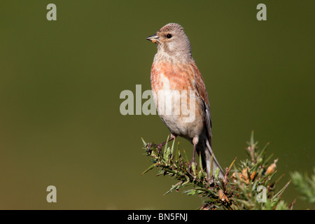 Hänfling, Zuchtjahr Cannabina, einzelnes Männchen auf Ginster Bush, Staffordshire, Juni 2010 Stockfoto