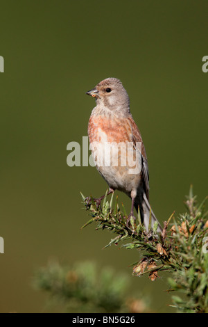 Hänfling, Zuchtjahr Cannabina, einzelnes Männchen auf Ginster Bush, Staffordshire, Juni 2010 Stockfoto