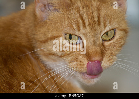 Einen erwachsenen weiblichen Ingwer Katze (Felis catus) leckt ihre Lippen und Ihre Nase berühren mit ihrer Zunge Stockfoto