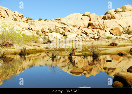 Felsbrocken von Southern California Joshua Tree National Park spiegeln sich in den Gewässern des Barker Dam, eine Oase in der Wüste. Stockfoto