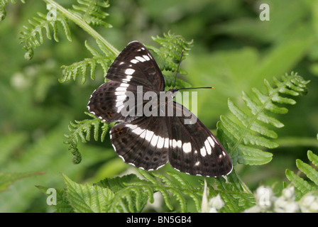 Weißer Schmetterling Admiral, Limenitis Camilla, Nymphalidae, Lepidoptera Stockfoto