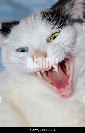 Junge Hauskatze mit seltsam farbigen Augen Gähnen Stockfoto