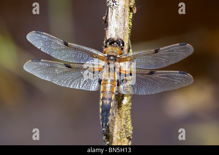 Vier Spotted Chaser; Libellula Quadrimaculata Carl von Linné Stockfoto