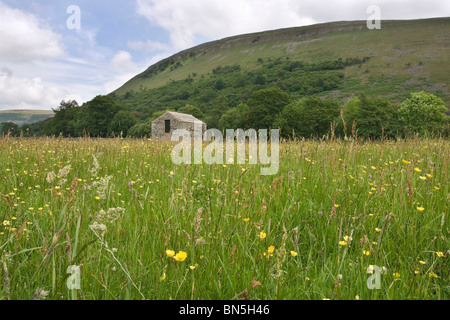 Blumenwiese mit Feld Scheune im oberen Swaledale, Yorkshire Dales National Park. Stockfoto