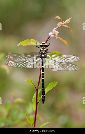 Golden beringt Libelle; Cordulegaster boltonii Stockfoto