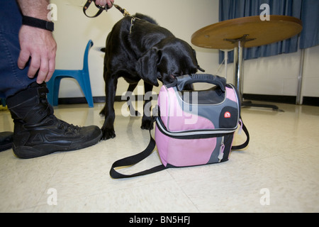 Hund aus k-9 Unit schnüffelt Lunch-Bag gehörenden Bediensteten an der Nebraska State Penitentiary in dem Bemühen um Drogen fernzuhalten. Stockfoto