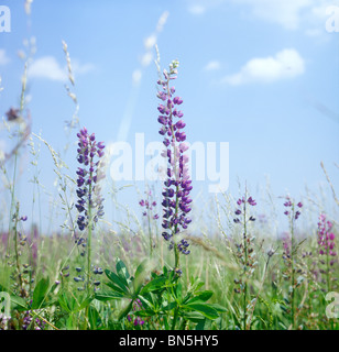 Im Bereich der Kornblumen. Stockfoto