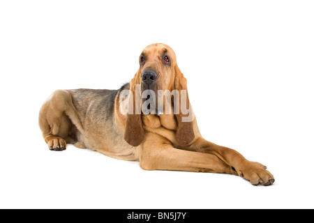 Bluthund, auch bekannt als St.-Hubert Hound und Sleuth-Hound isoliert auf weißem Hintergrund Stockfoto