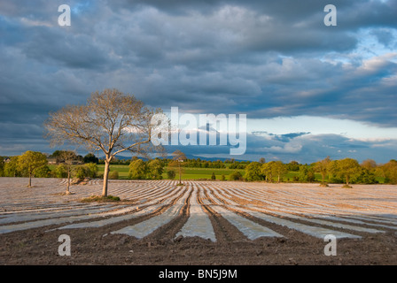 Eine neu gepflanzte Feld Mais-Ernte. Stockfoto