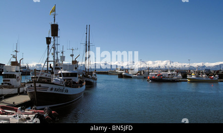 Walbeobachtung + Angelboote/Fischerboote im Hafen von Husavik Stockfoto