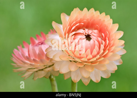 HELICHRYSUM BRACTEATUM - STRAWFLOWER Stockfoto
