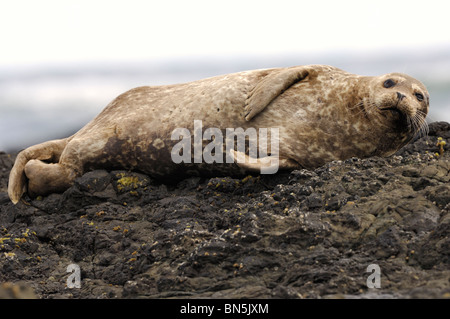 Stock Foto von einem California Hafen Siegel ruht auf einem Felsen. Stockfoto