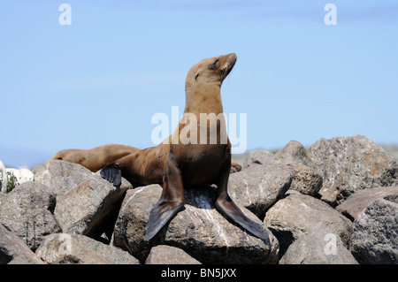 Stock Foto von einem junge kalifornische Seelöwe ruht auf einem Felsen an der Küste entlang. Stockfoto