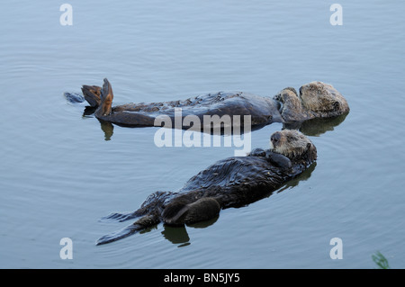 Stock Foto von einem Paar Zucht California Seeotter zusammen auf dem Rücken schwimmend. Stockfoto