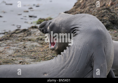 Stock Foto des nördlichen See-Elefanten aggressives Verhalten anzeigen. Stockfoto