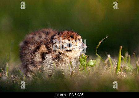 Rebhuhn; Perdix Perdix; Küken in der Wiese Stockfoto