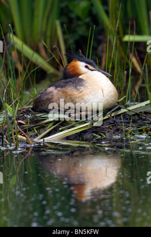 Great Crested Grebe; Podiceps Cristatus; auf nest Stockfoto