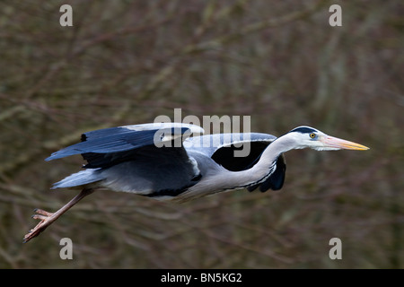 Graureiher; Ardea Cinerea; im Flug Stockfoto