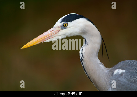 Graureiher; Ardea Cinerea; Porträt Stockfoto