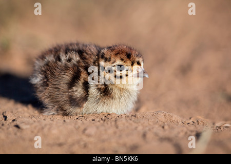 Rebhuhn; Perdix Perdix; Küken Stockfoto