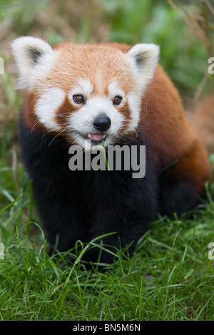 Roter Panda Essen Grass - Ailurus fulgens Stockfoto