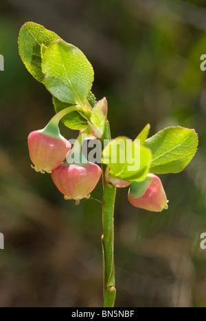 Blumen der Heidelbeere (Vaccinium Myrtillus) Stockfoto