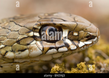 Juvenile Montpelier Schlange (Malpolon Monspessulanum) Stockfoto