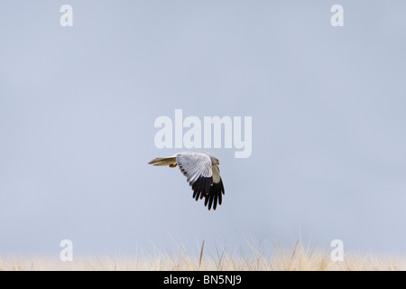 Kornweihe; Circus Cyaneus; Männchen im Flug Stockfoto