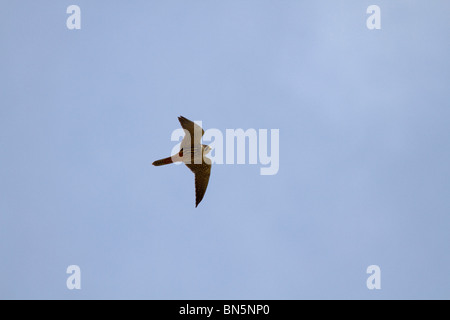 Hobby; Falco Subbuteo; im Flug; Suffolk Stockfoto