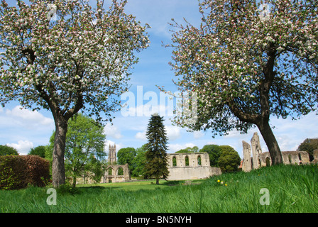 Obstbäume auf dem Gelände der Glastonbury Abtei Somerset UK Stockfoto