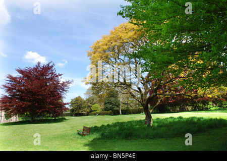 Bäume auf dem Gelände der Glastonbury Abtei Somerset UK Stockfoto