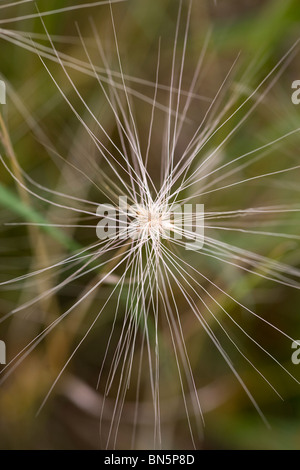 Hordeum Jubatum Ziergras Stockfoto