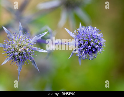 Eryngium Tripartitum, Sommer 2008 Stockfoto