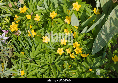 Gelb blühende Anemone Ranunculoides im Frühjahr Stockfoto