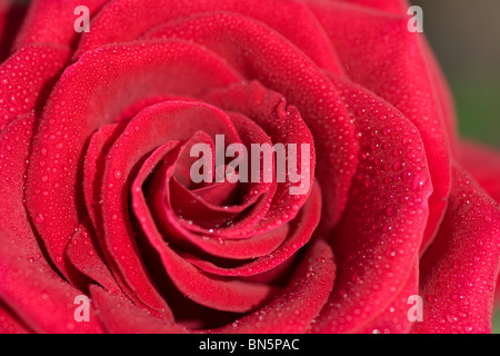 Rosa Deep Secret Stockfoto