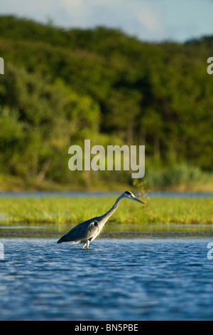 Graureiher Fischen in St. Lucia estuary Stockfoto