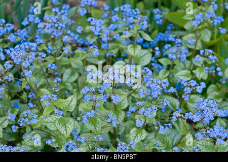 Blaue Blume Sprays von Brunnera Macrophylla 'Jack Frost' Stockfoto