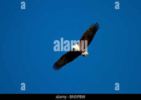 Afrikanischer Fischadler im Flug über St. Lucia estuary Stockfoto