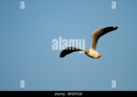 Grey-headed Möwe im Flug über St. Lucia estuary Stockfoto