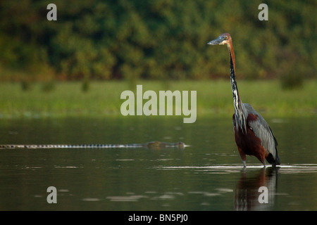 Goliath Reiher Angeln in St. Lucia Estuary mit Nil-Krokodil hinter schwimmen Stockfoto