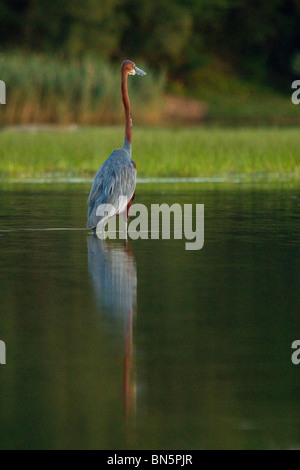 Goliath Reiher Reflexion Angeln in St. Lucia Estuary Stockfoto