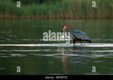 Goliath Heron Fang von Fischen in der Dämmerung in St. Lucia Estuary Stockfoto